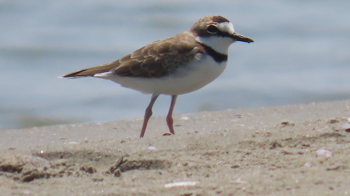 Collared Plover - ML366407041