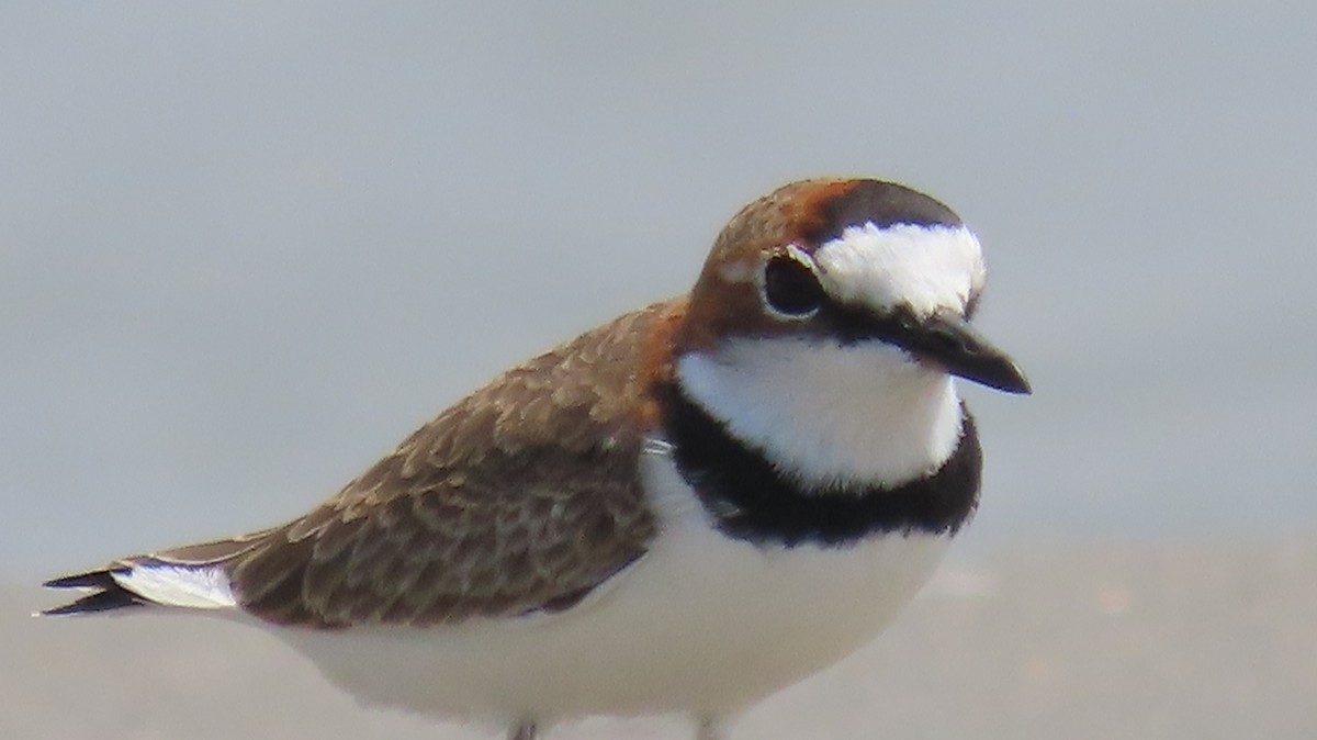 Collared Plover - ML366407051
