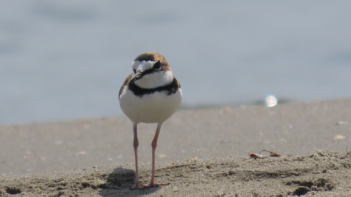 Collared Plover - ML366407071