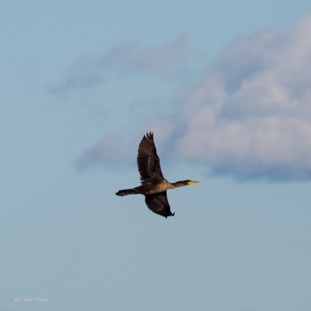 Double-crested Cormorant - Mara Hopps