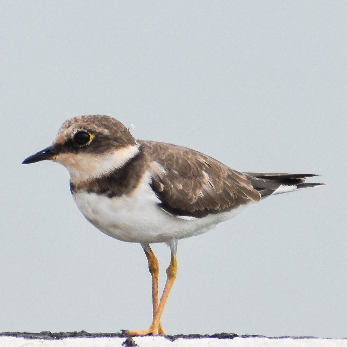 Little Ringed Plover - Robin Cupp