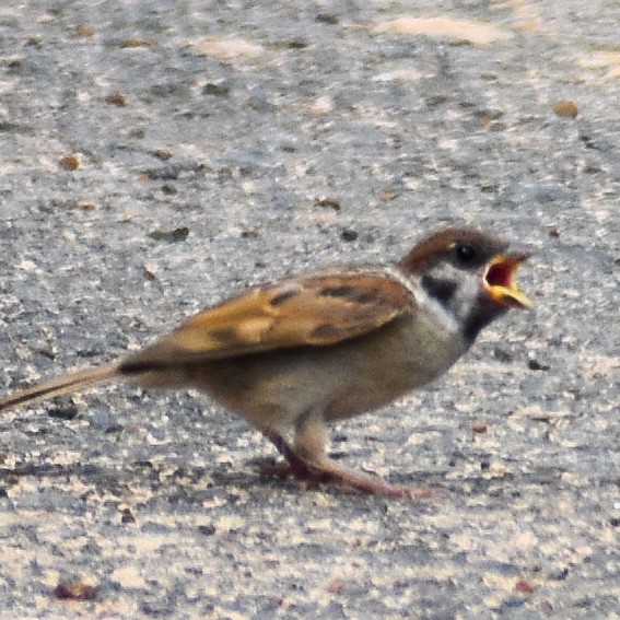 Eurasian Tree Sparrow - Robin Cupp