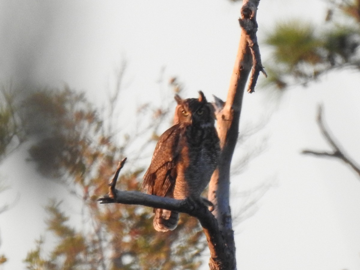 North Carolina Bird Atlas Checklist 3 Sep 2021 Mackay Island NWR