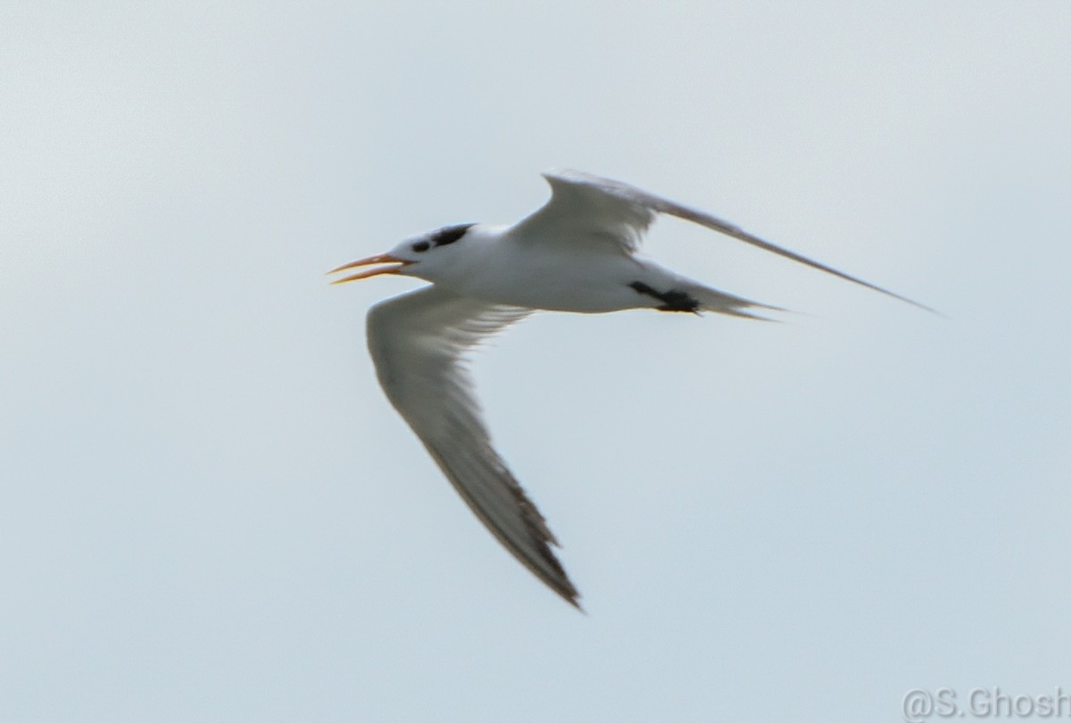 Lesser Crested Tern - Biswanath Mondal