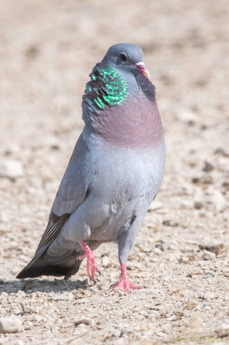 Pigeon colombin - ML366420411
