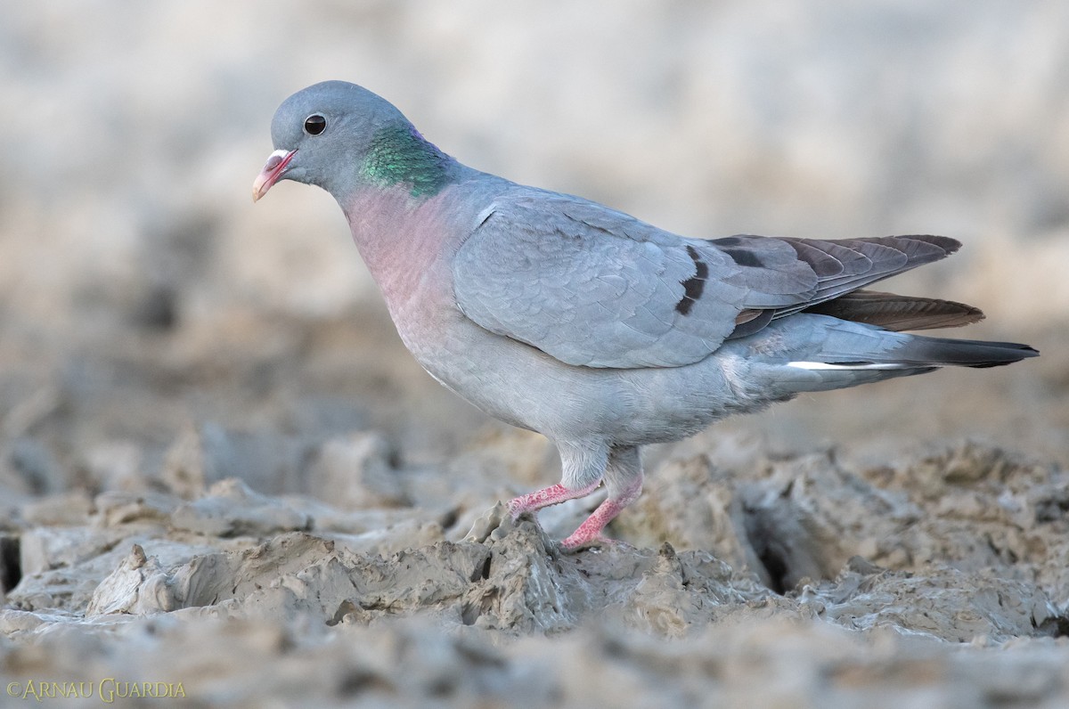 Pigeon colombin - ML366420801