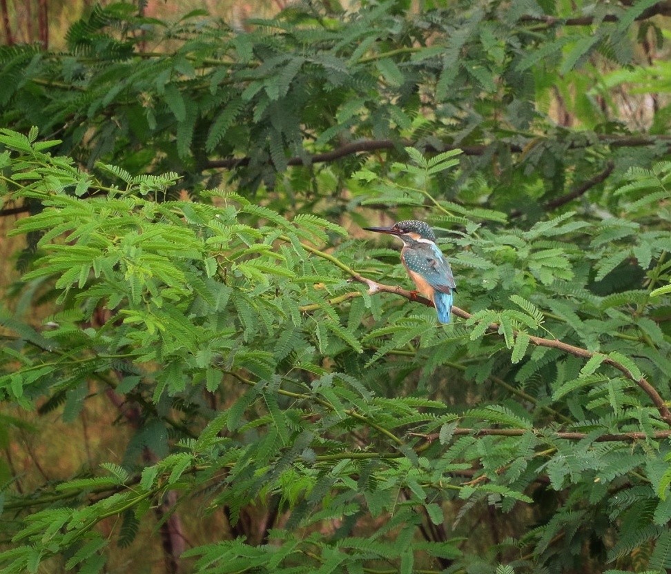 Common Kingfisher - ML366426541
