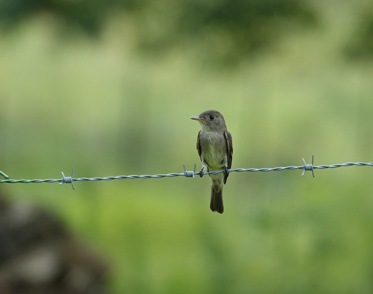 Eastern Wood-Pewee - Kathryn Young