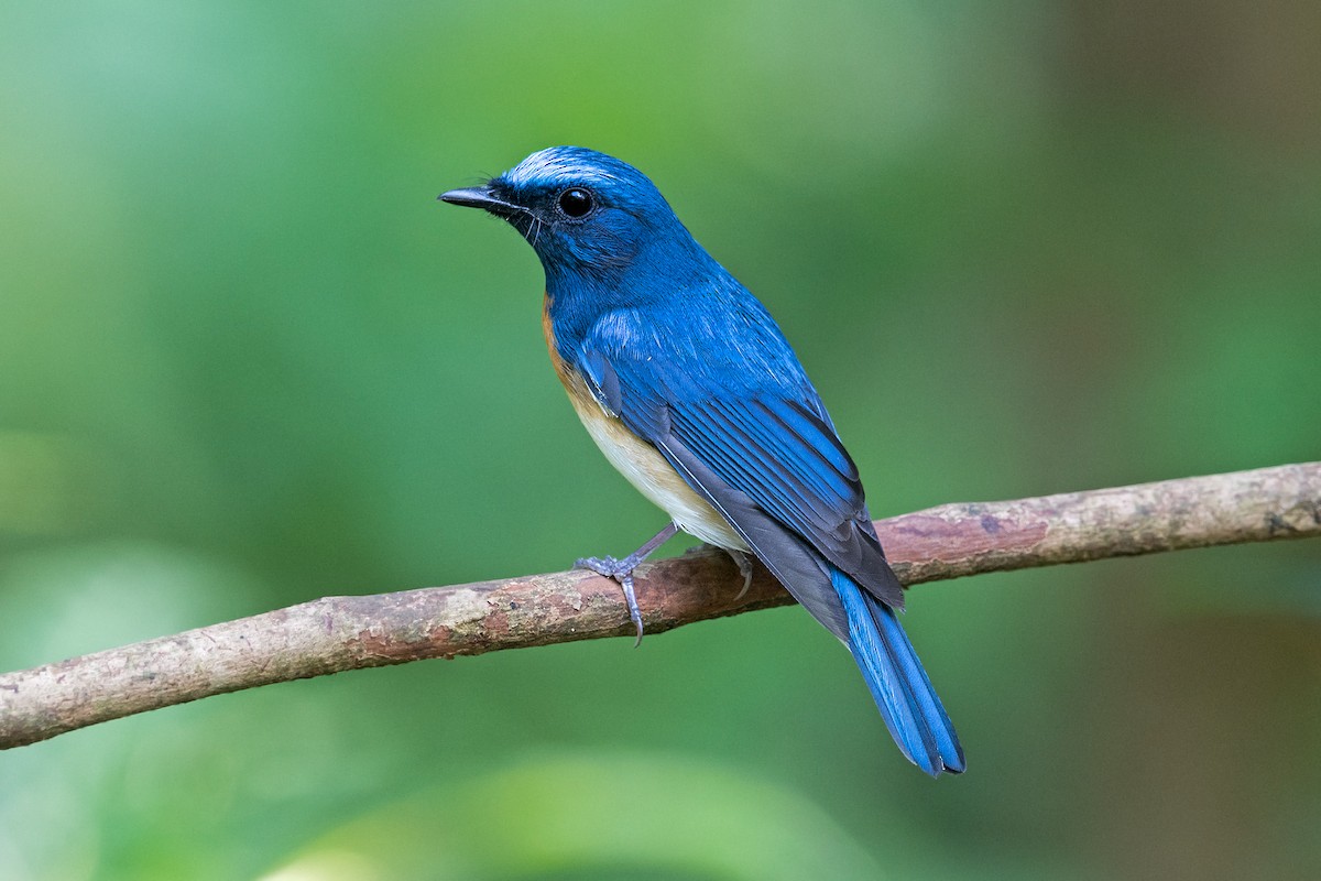 Blue-throated Flycatcher - ML366428811