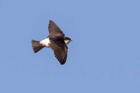 Photos Common House Martin Delichon Urbicum Birds Of The World