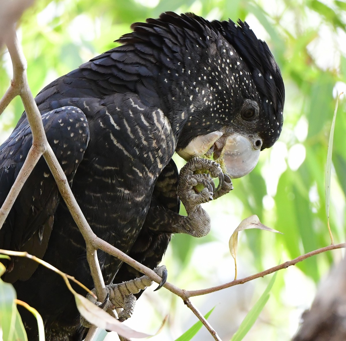 Red-tailed Black-Cockatoo - Andy Gee