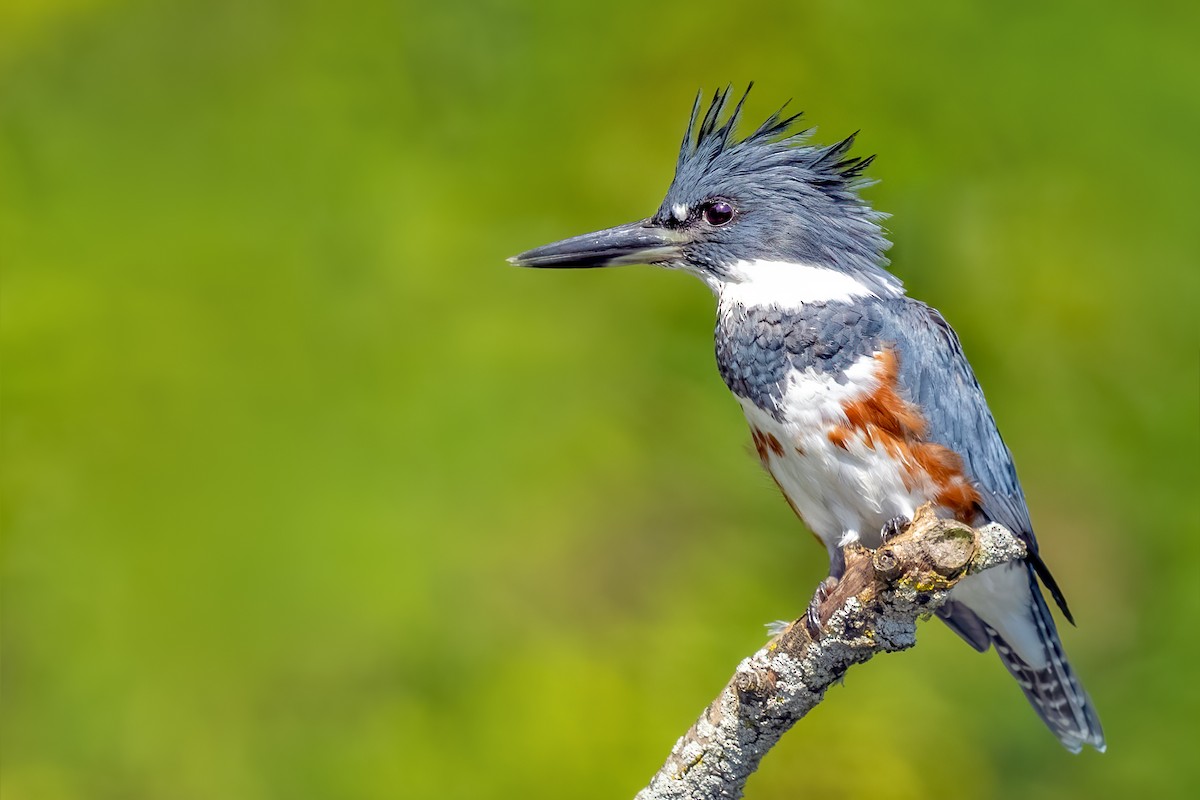 Belted Kingfisher - ML366438801