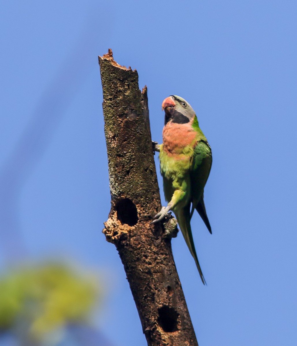 Red-breasted Parakeet - ML366439331