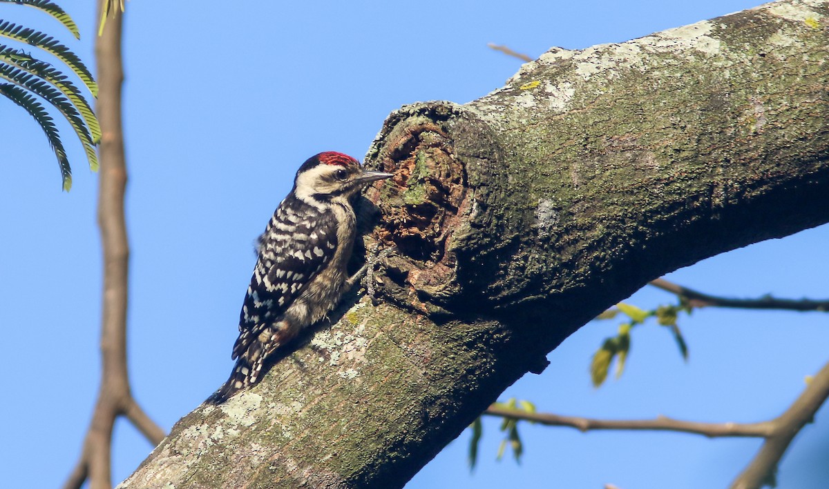 Freckle-breasted Woodpecker - ML366439361