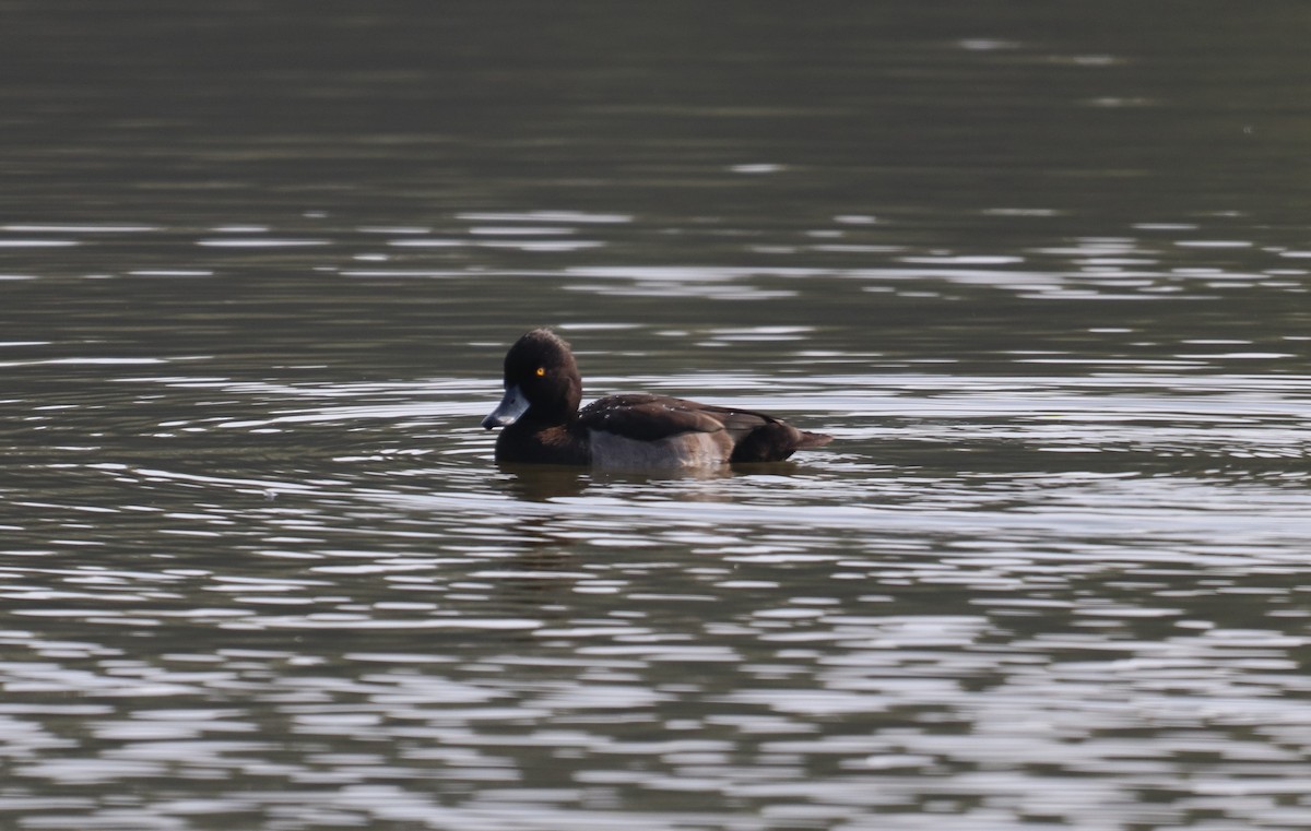 Tufted Duck - ML366440311