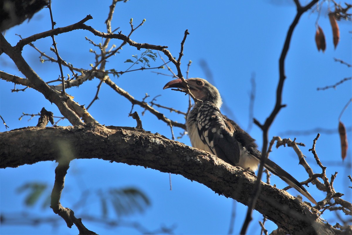 Southern Red-billed Hornbill - Darcy Whittaker
