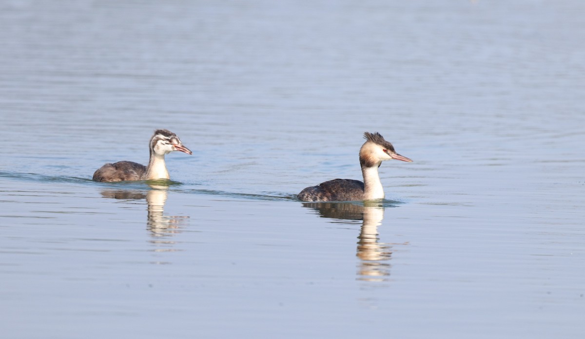 Great Crested Grebe - ML366440501