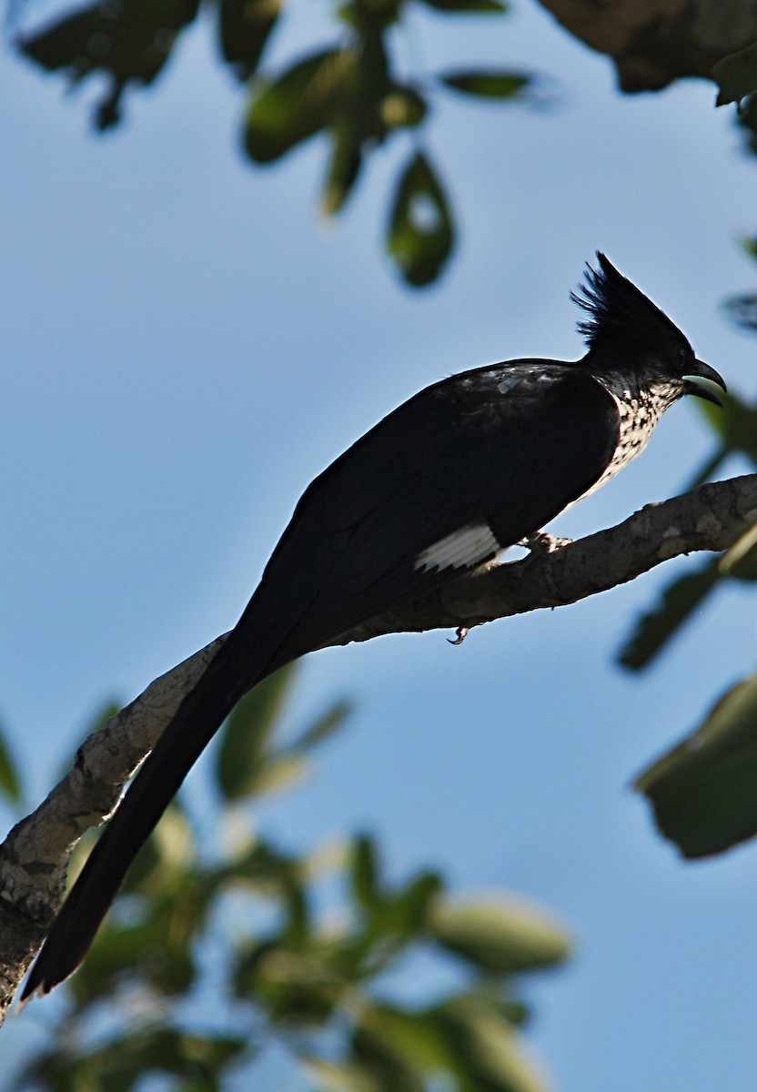 Levaillant's Cuckoo - Radek Papranec