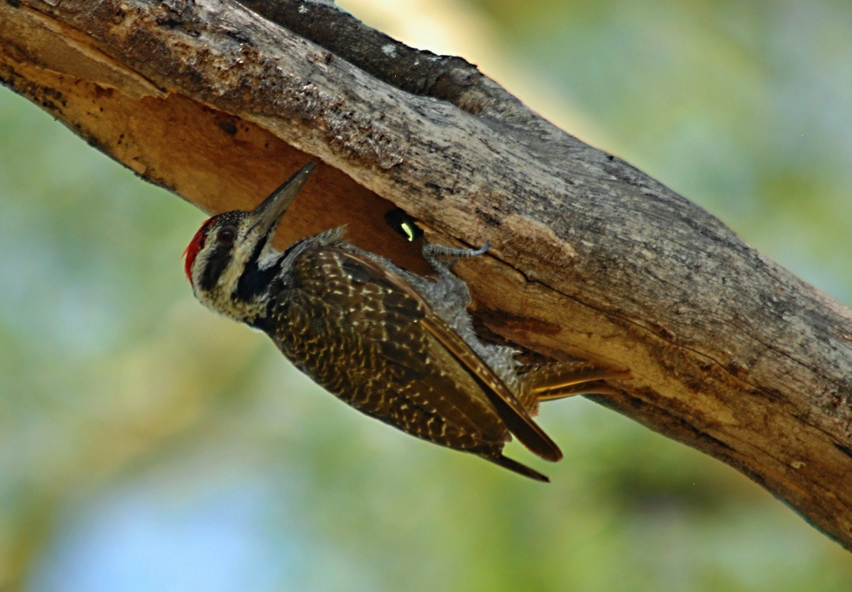 Bearded Woodpecker - Radek Papranec