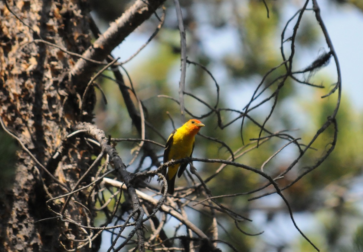 Western Tanager - ML36645311