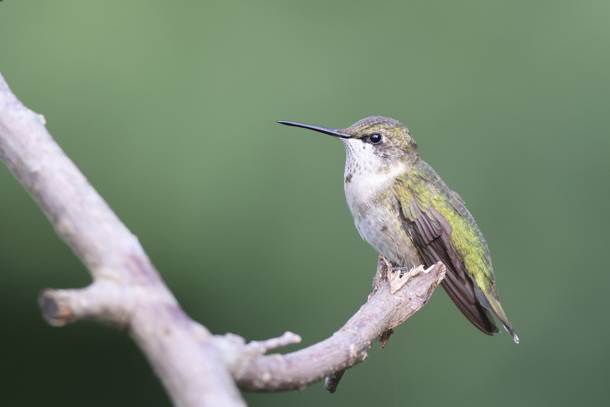 Ruby-throated Hummingbird - Andy Wilson