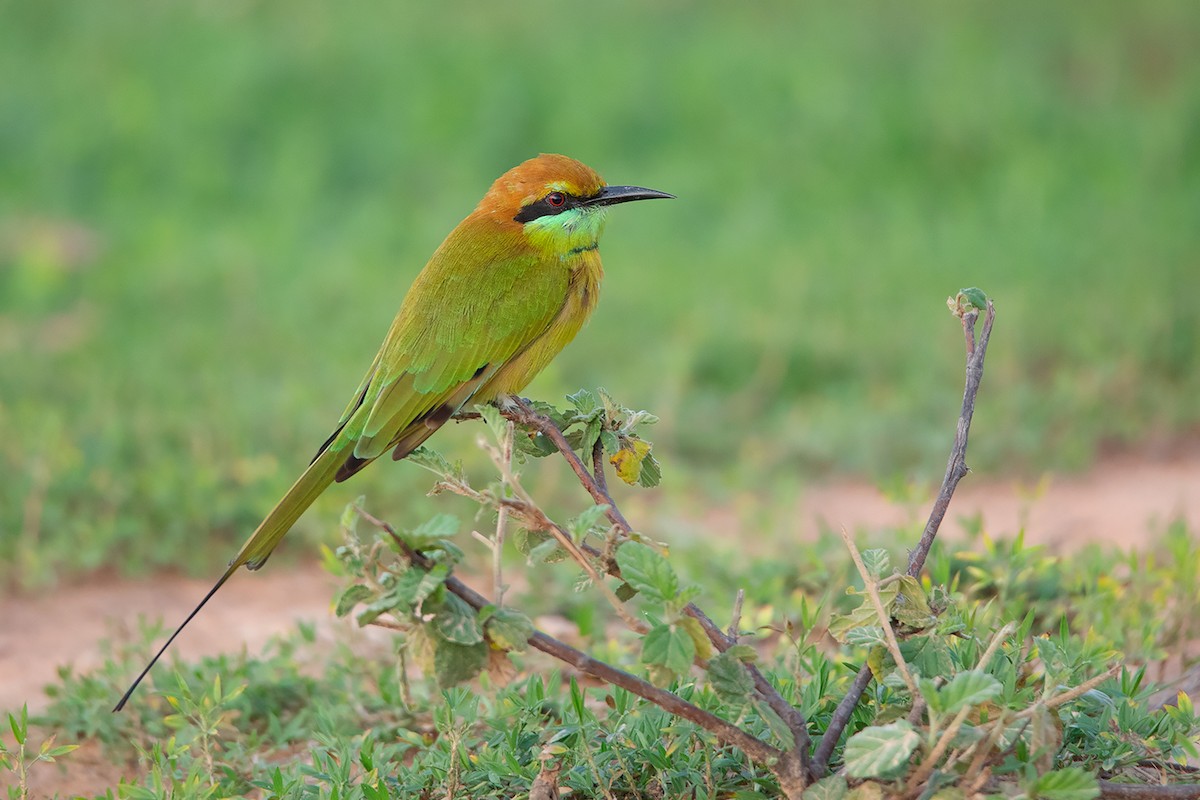 Asian Green Bee-eater - ML366466091