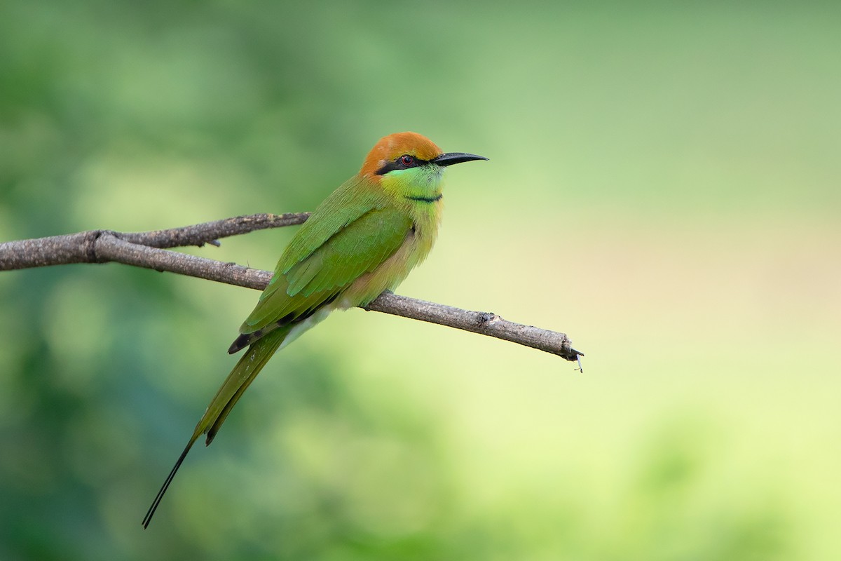 Asian Green Bee-eater - ML366466101
