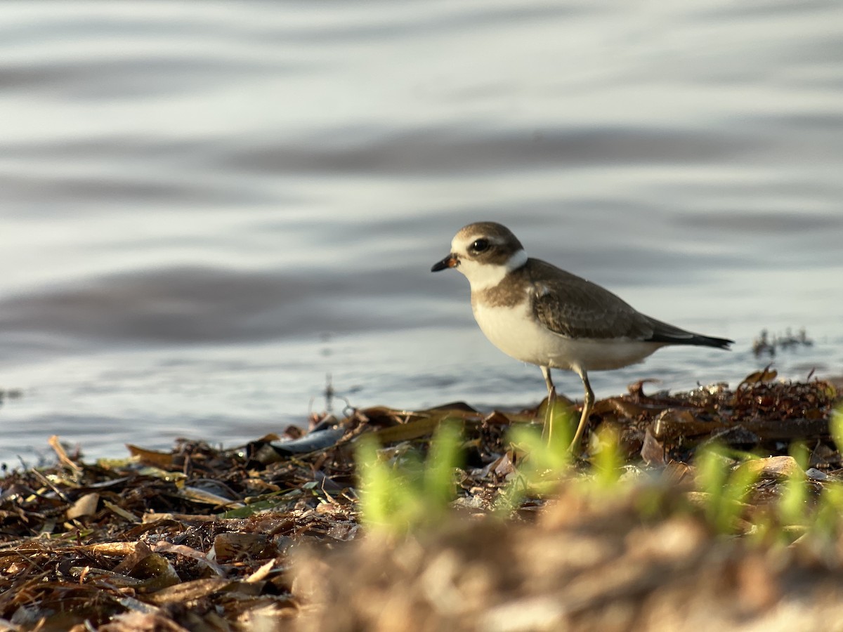 Semipalmated Plover - ML366466701