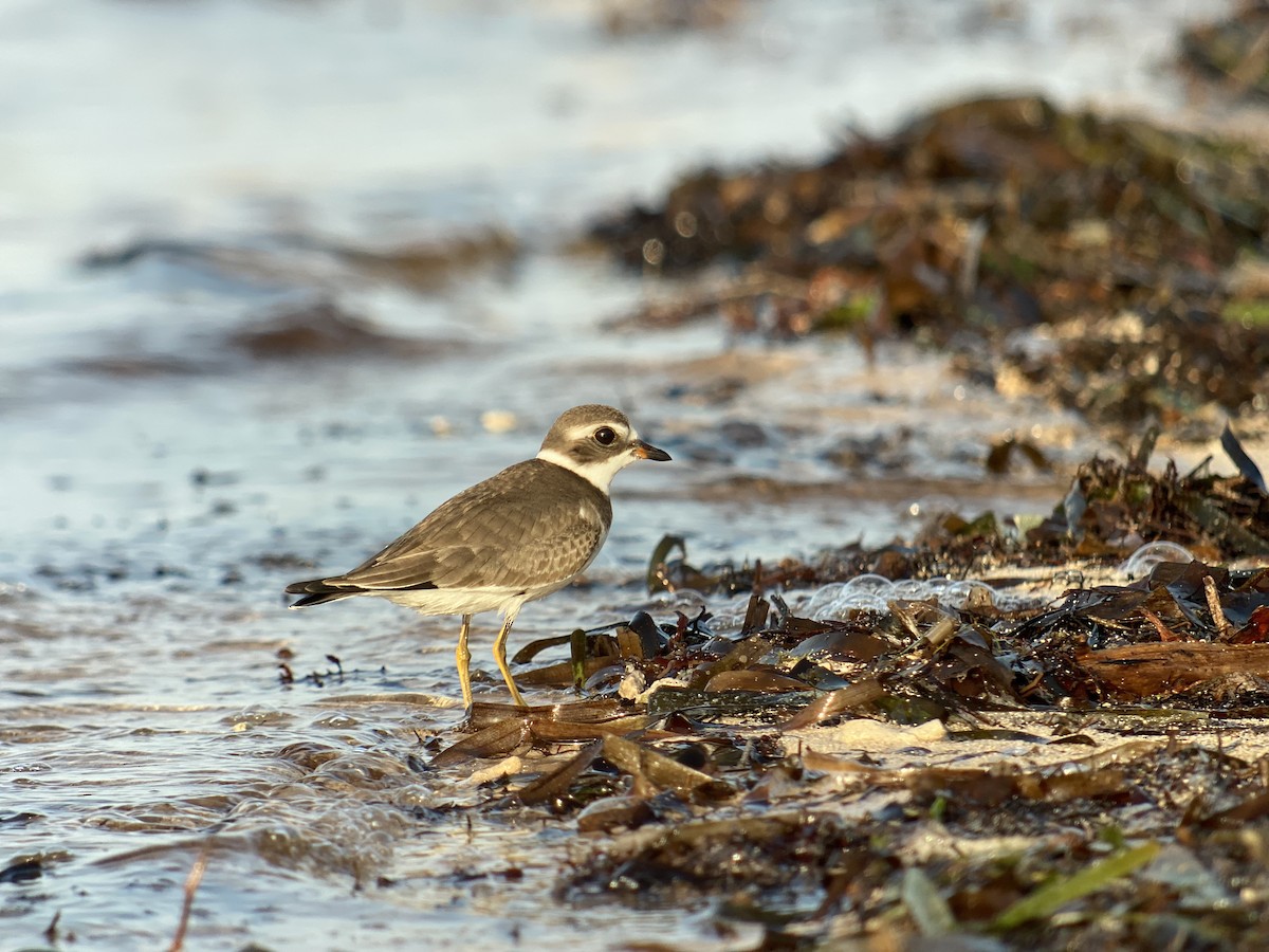 Semipalmated Plover - ML366466721