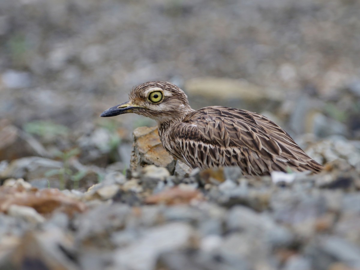 Indian Thick-knee - ML366470901
