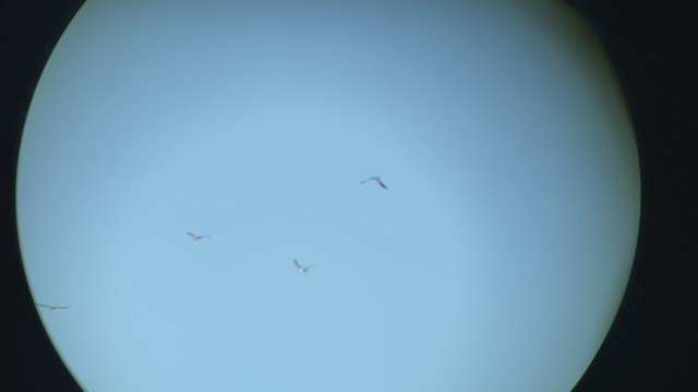 Swallow-tailed Kite - ML366471451