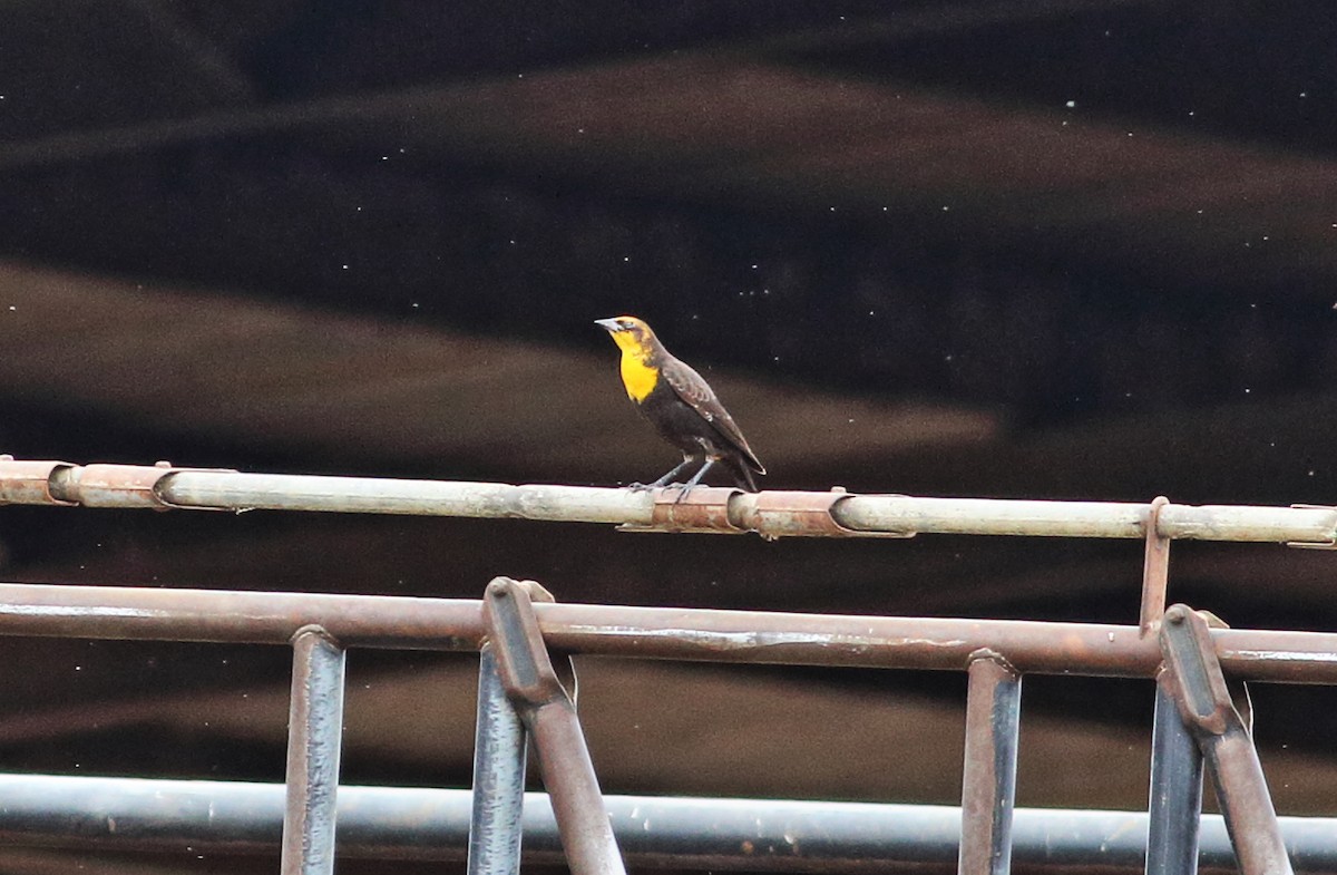 Yellow-headed Blackbird - ML36647311