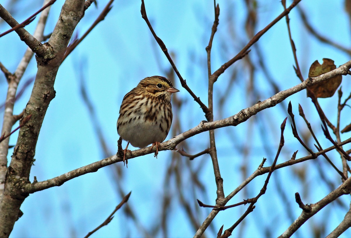 Savannah Sparrow (Savannah) - ML36647761