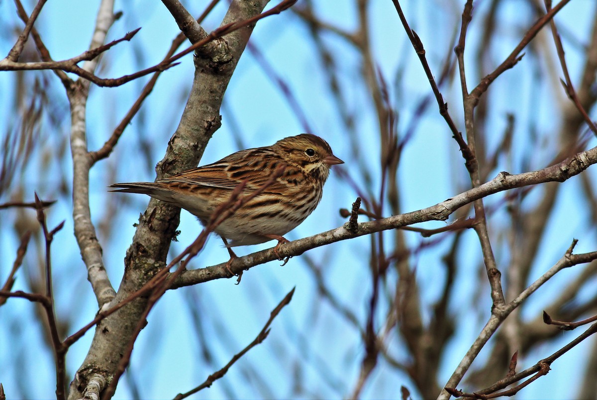 Savannah Sparrow (Savannah) - ML36647771