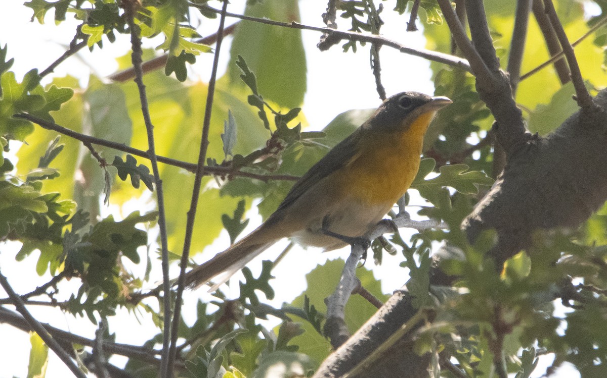 Yellow-breasted Chat - Liam Huber