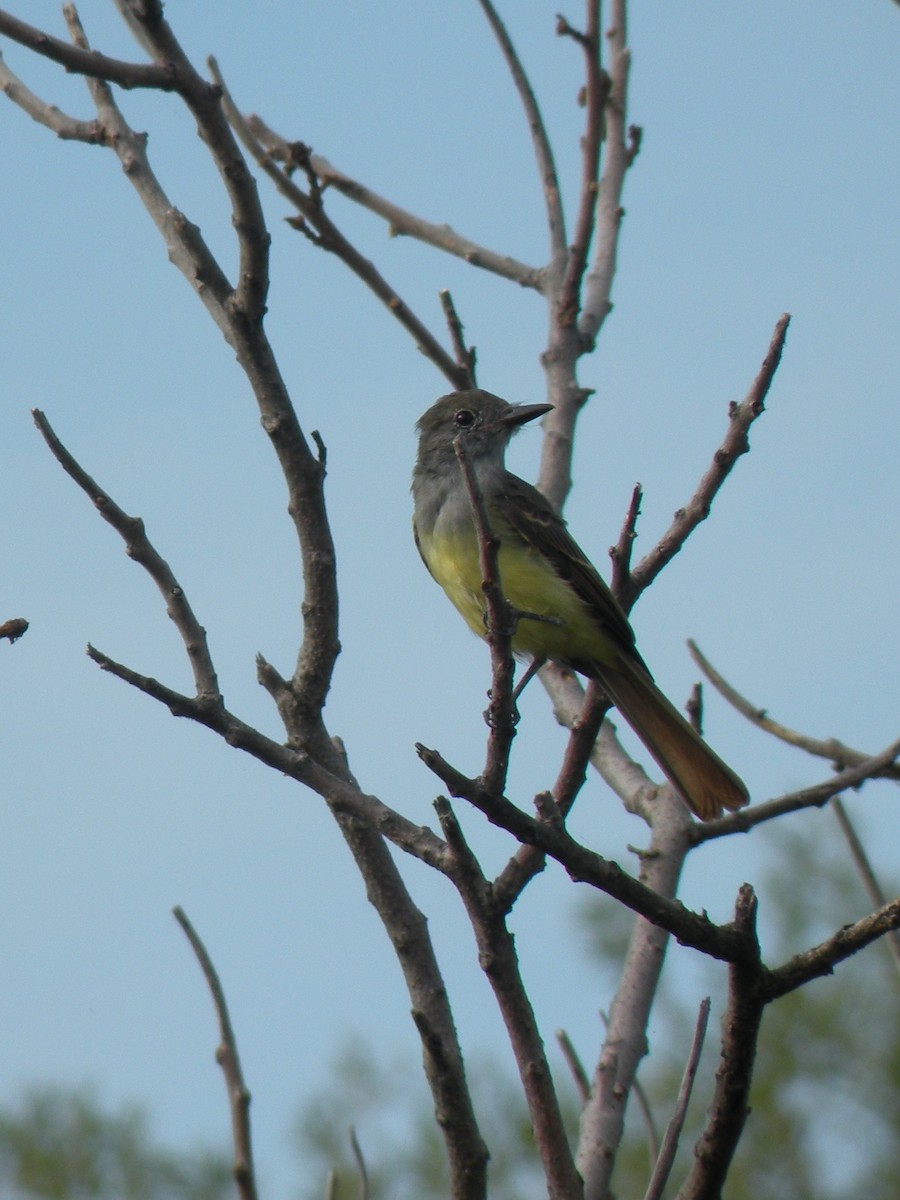 Great Crested Flycatcher - Anne Longmore
