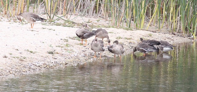 Greater White-fronted Goose - ML36649461