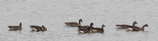 Greater White-fronted Goose - ML36649471