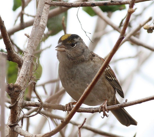 Golden-crowned Sparrow - ML36649541