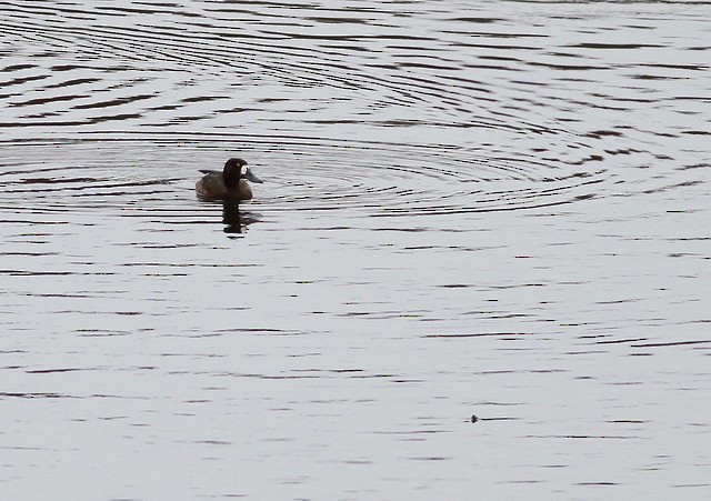 Greater Scaup - ML36649631