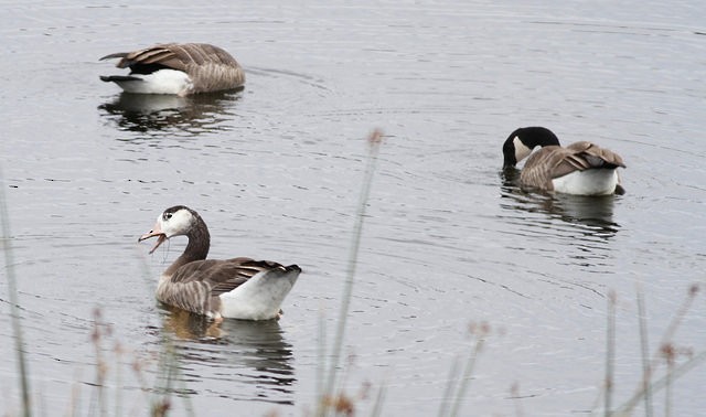 Domestic goose sp. (Domestic type) - Anonymous