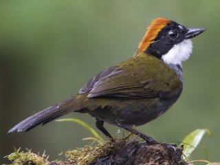 Adult (Chestnut-capped) - Jeff Maw - ML366500261