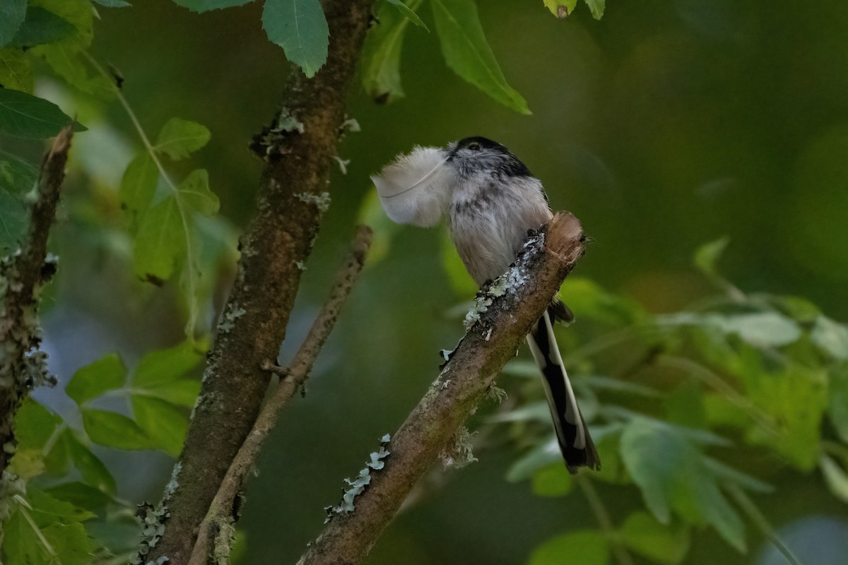 Long-tailed Tit - Ana Amaral
