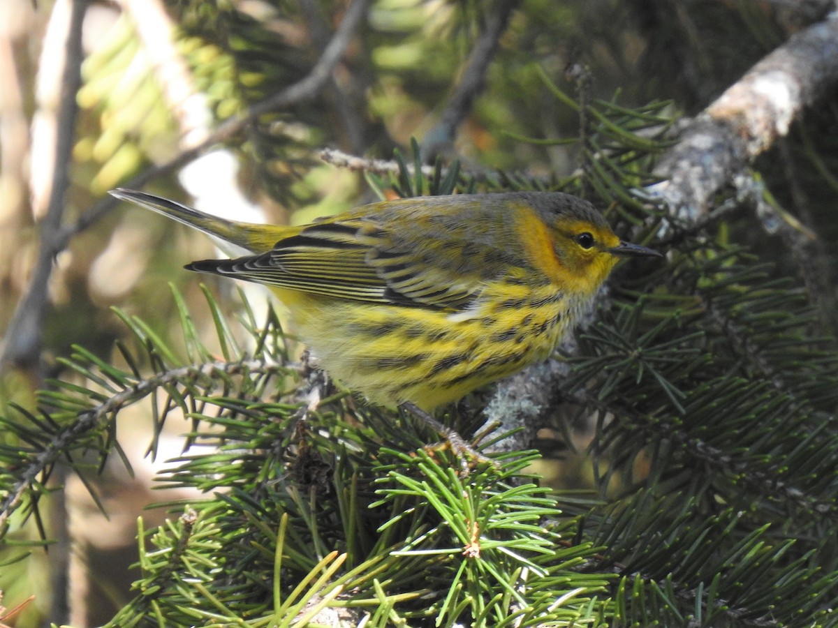 Cape May Warbler - ML366505881