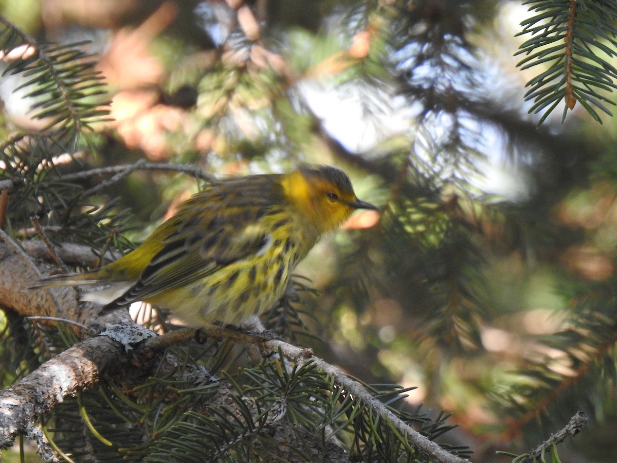 Cape May Warbler - ML366505901