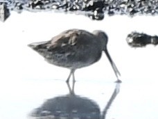 Long-billed Dowitcher - ML366506581