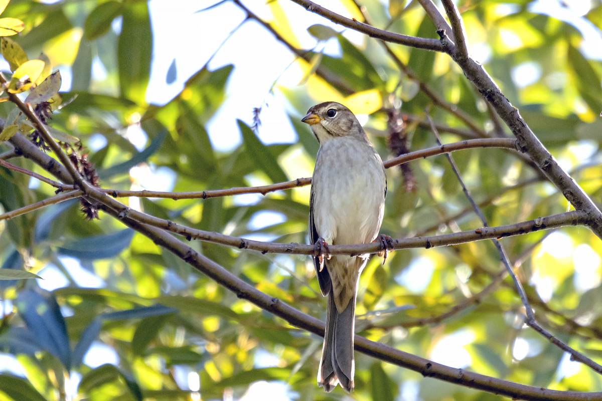 White-crowned Sparrow - David Badke