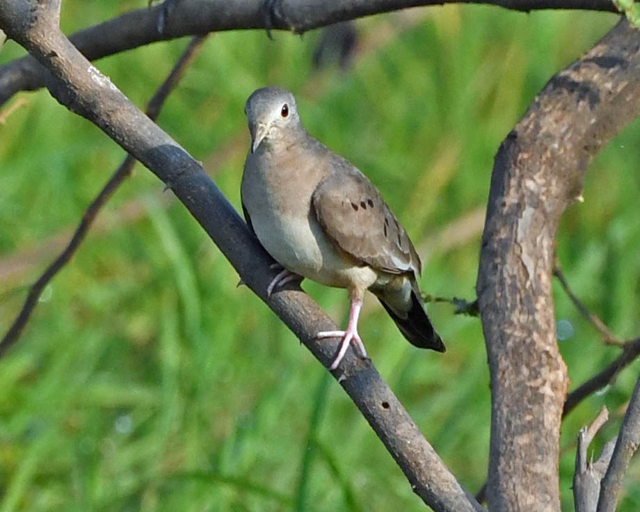 Plain-breasted Ground Dove - ML366511381