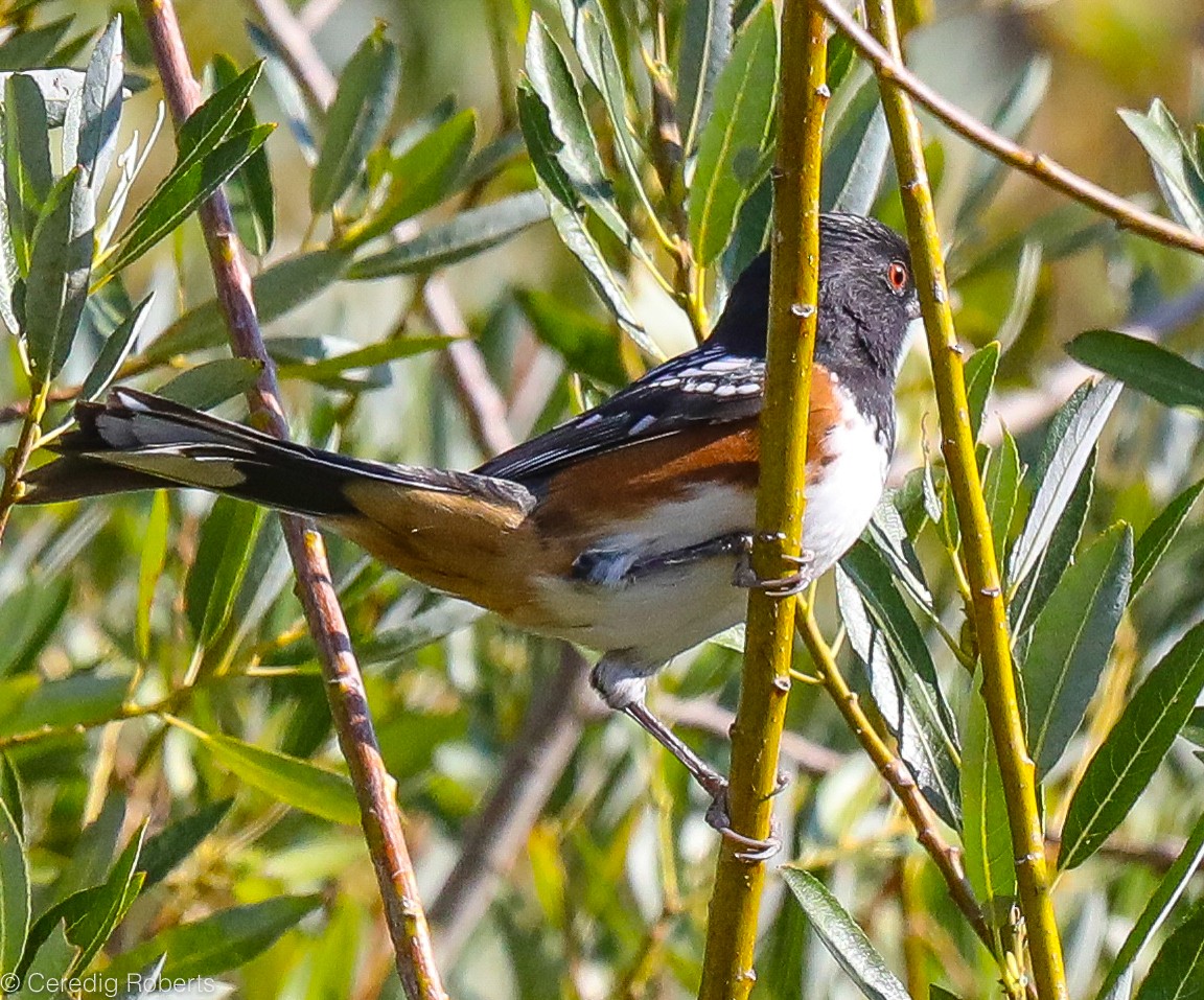 Spotted Towhee - ML366518261