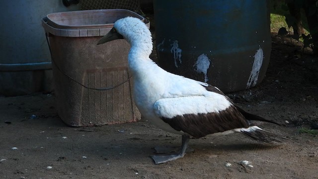 Masked Booby - ML366518881